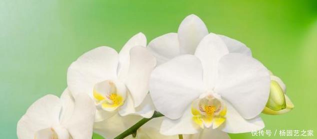 开花|过年买的蝴蝶兰,不要轻易就扔掉,懂花的人都去楼下捡