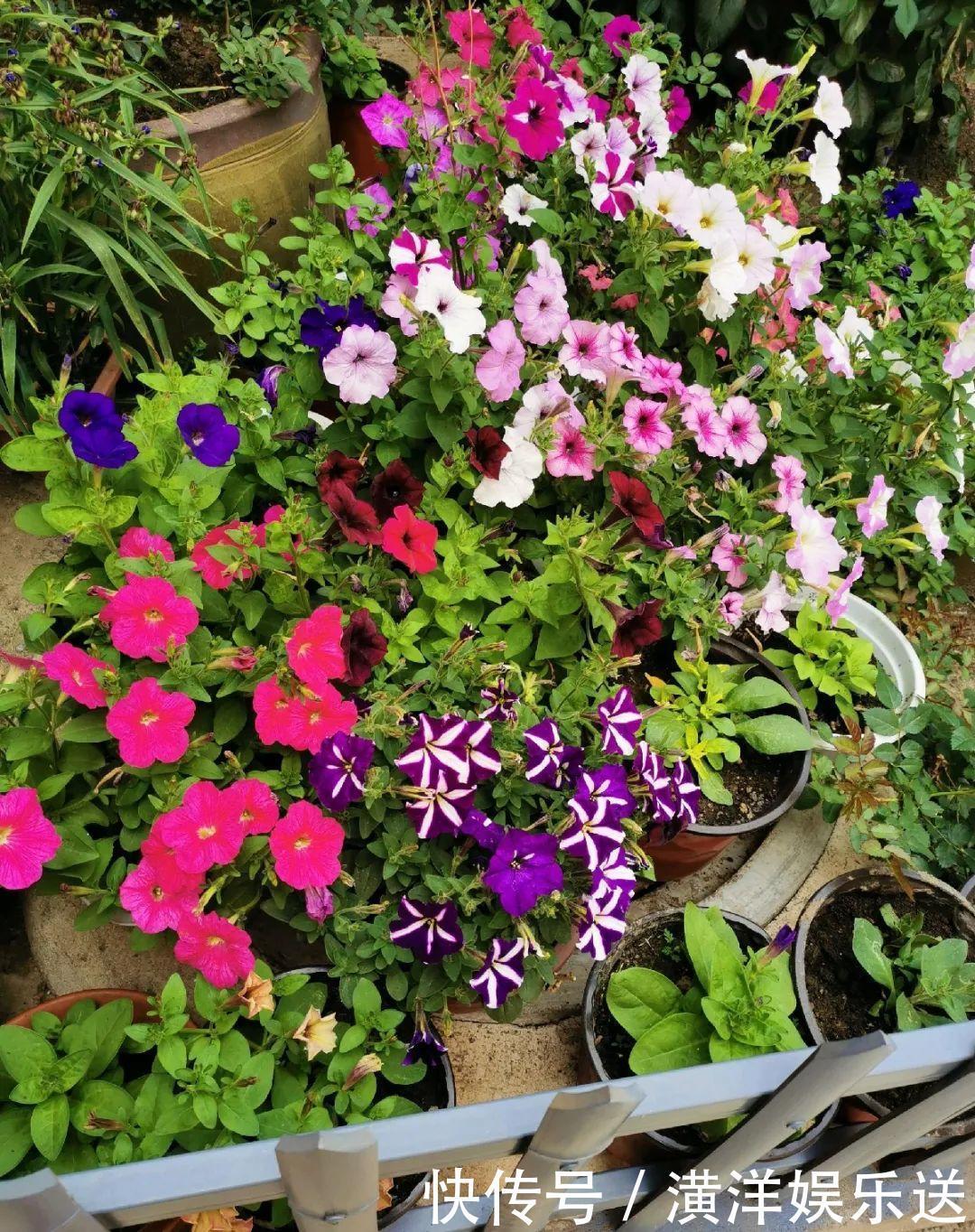 矮牵牛|70岁老妈,一天也闲不住,院子里种满了花!