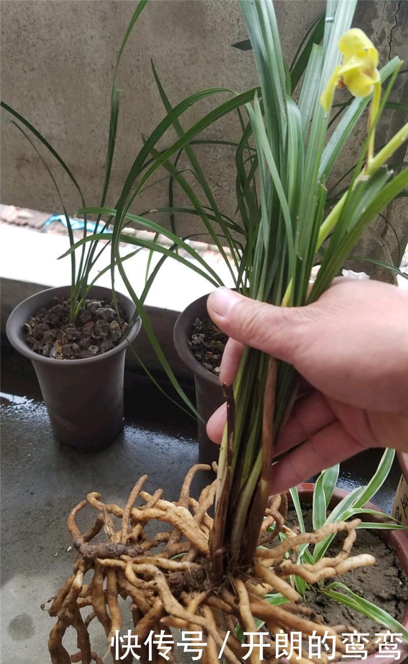 兰花根上“5个螺”,近看“老卢头”,赶紧剪掉保命!