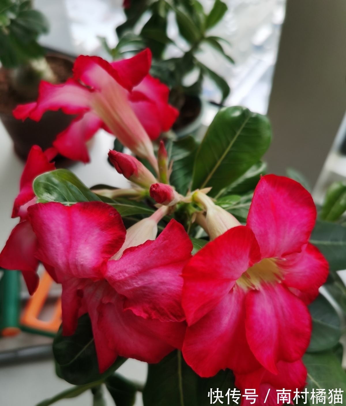 家里养盆“干净花”，一年四季不招虫，开花也多