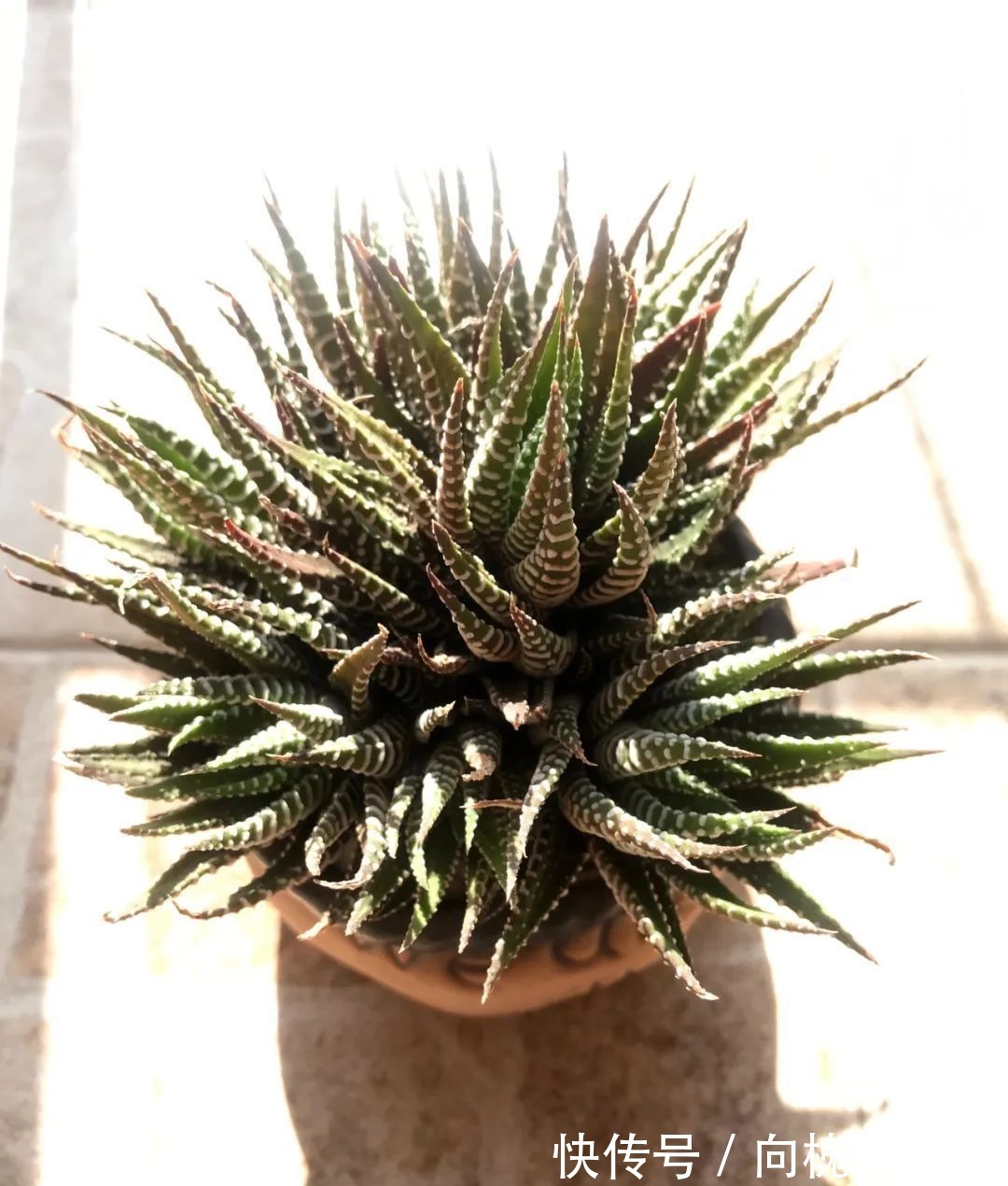 一种爱好就是一种境界,养花养多肉可以培养一个人的心境!