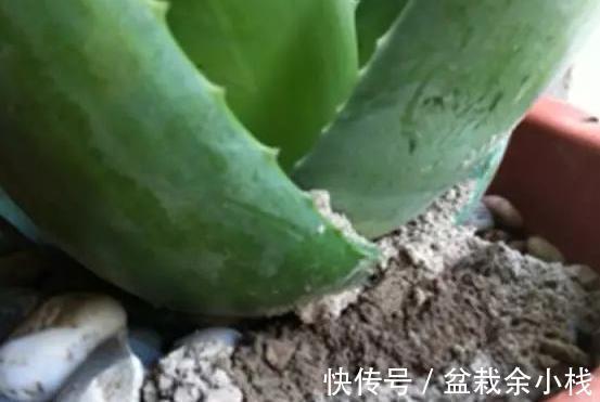 小虫子|养花，撒一些生石灰在花盆里，小虫子都被杀死了