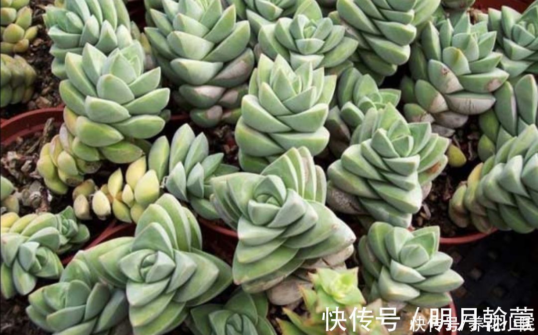 夏天多肉烂根？主要由三大原因造成，及时调整养护方法