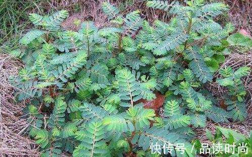 农村|有种草叫“牙疼草”,生在农村形似含羞草,如今市场上一斤80元