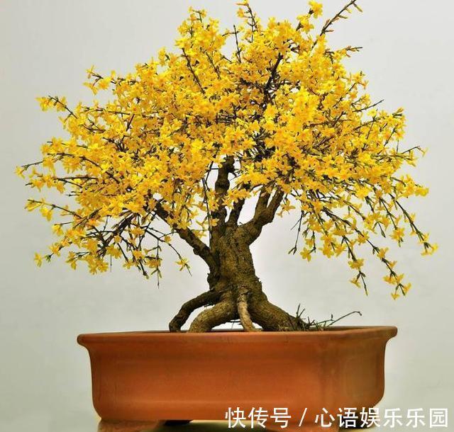 富贵竹|有钱人爱养的3种花,好看又聚财,难怪越来越有钱