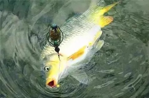 秋钓想要鲤鱼收获好,钓点选择很重要,这5个黄金钓位别漏了