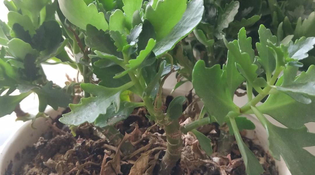 长寿花得了黑腐病怎么办,只要这么做它就可以重新起死回生了