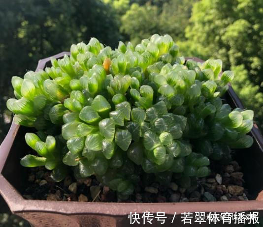 植株|养1年的玉露群生，盆内显得太挤，狠心将其拆了，结果成玉露大户