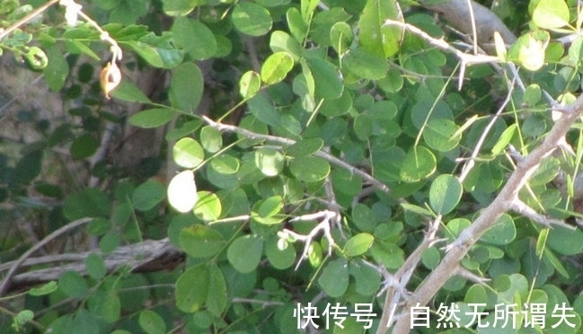 f十大世界上最昂贵的树木,黄檀排第三
