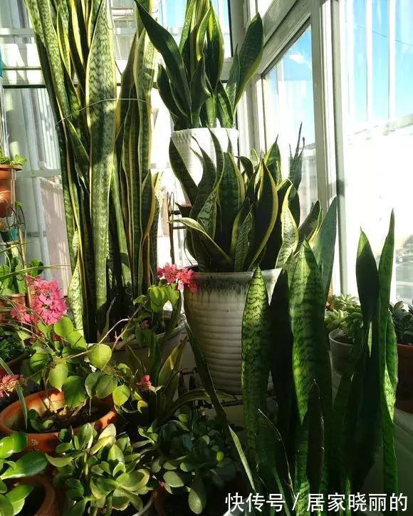 浇水|虎皮兰有“5怕”，难怪从不出新芽，越养越难看