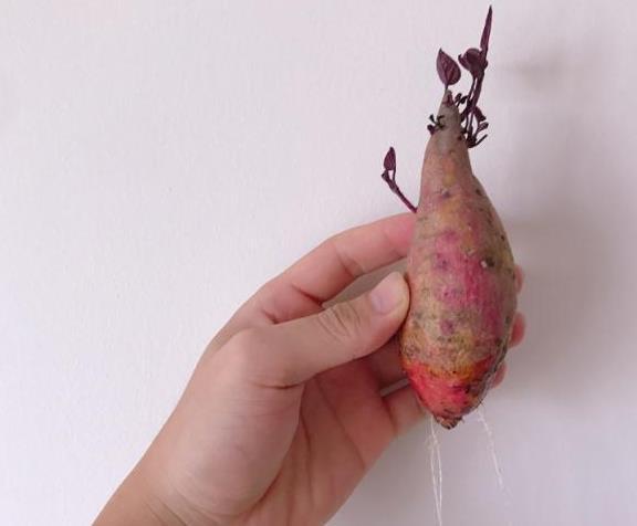 红薯水培教程来了,能看又能吃,惊喜源于生活