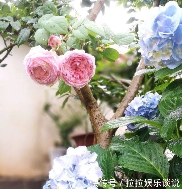 园林$他花3年打造中式庭院，不花钱全靠捡破烂，完工后专家估价百万！