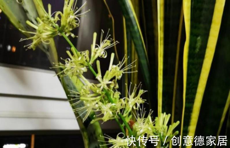 盆栽|秋季养殖虎皮兰,室内盆栽该注意哪些?牢记3点不吃亏