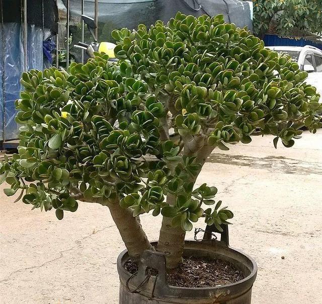 老桩|10月玉树“剪光头”，20天冒出“一堆”新芽，变成老桩超漂亮