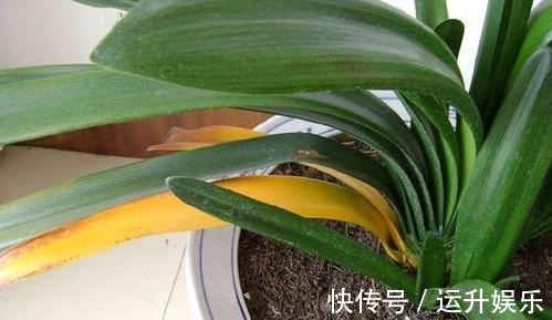 君子兰喜“阴”还是喜“阳”,很多人都搞错了,难怪黄叶不开花