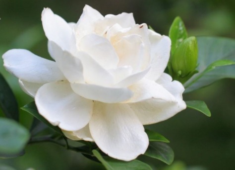 阳台养此款“喜水花”，越浇花苞“嗖嗖”爬满枝，开花艳丽惹人爱