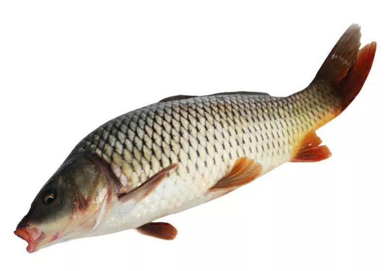 怀孕|入冬后女人怀孕记得吃5种鱼,忌食1种鱼,吃对了身体才会棒棒哒