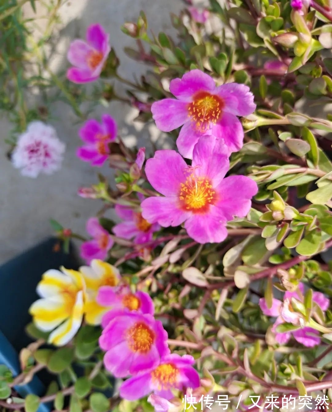 入冬修剪，这9种花，剪错不开花、杆子会枯死