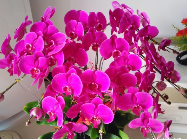 水仙花|新年新气象!10种年宵花,家里放一盆,福瑞迎门,喜庆又吉祥