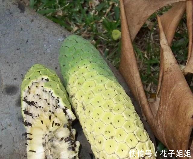 盆栽龟背竹的叶子又大亮,其实很简单,牢记这几点,轻松爆盆!