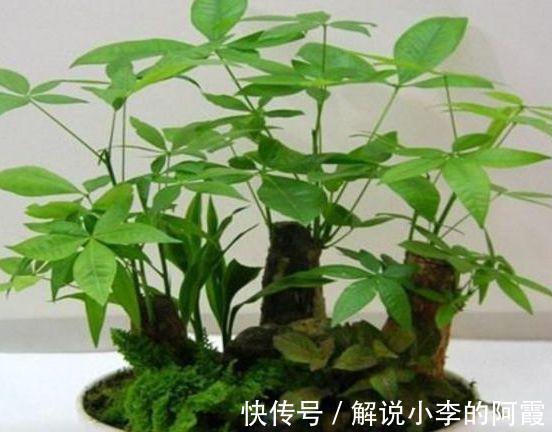 农历10月2日霜降后,养什么花?以下3种花,健康长寿福乐绵绵