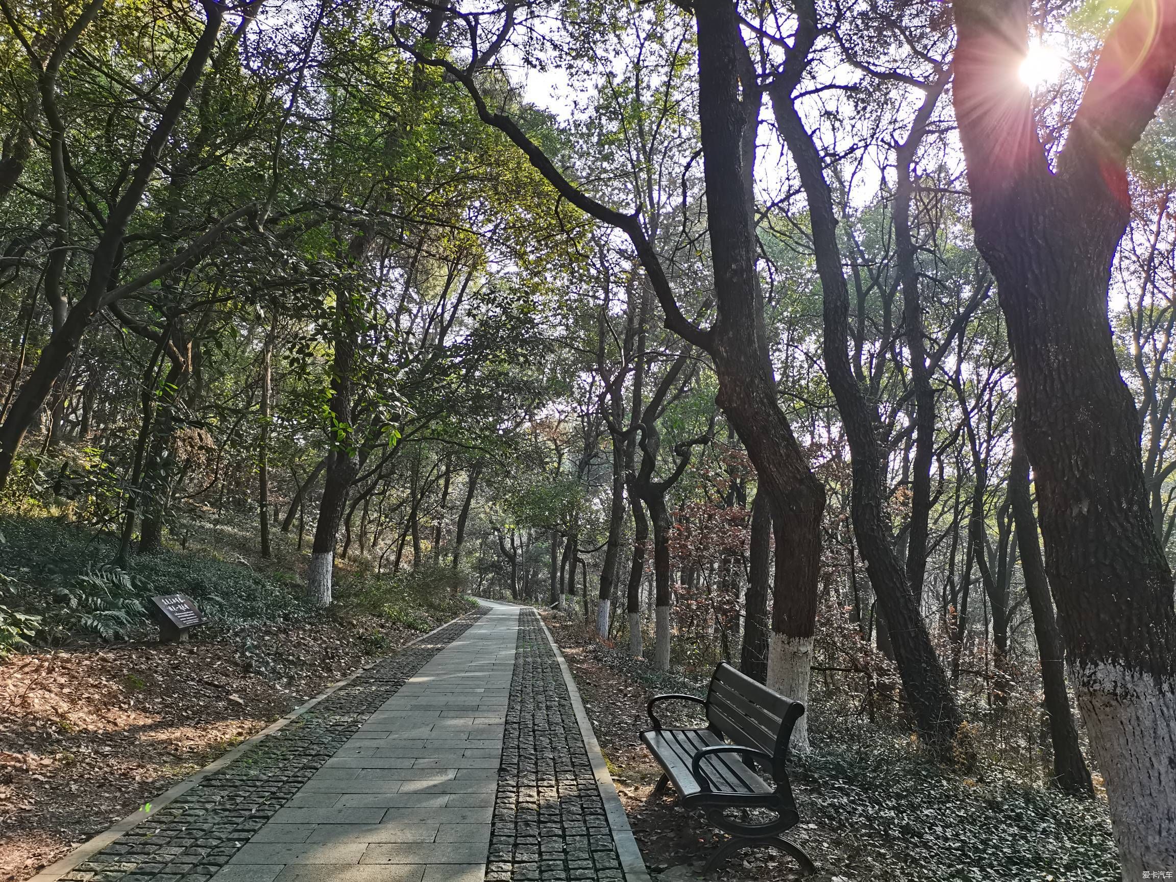 情人节逛森林公园