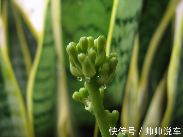 湿布|虎皮兰最怕“三种水”，室内养护需避开，憋出小崽，绽放层叠群兰