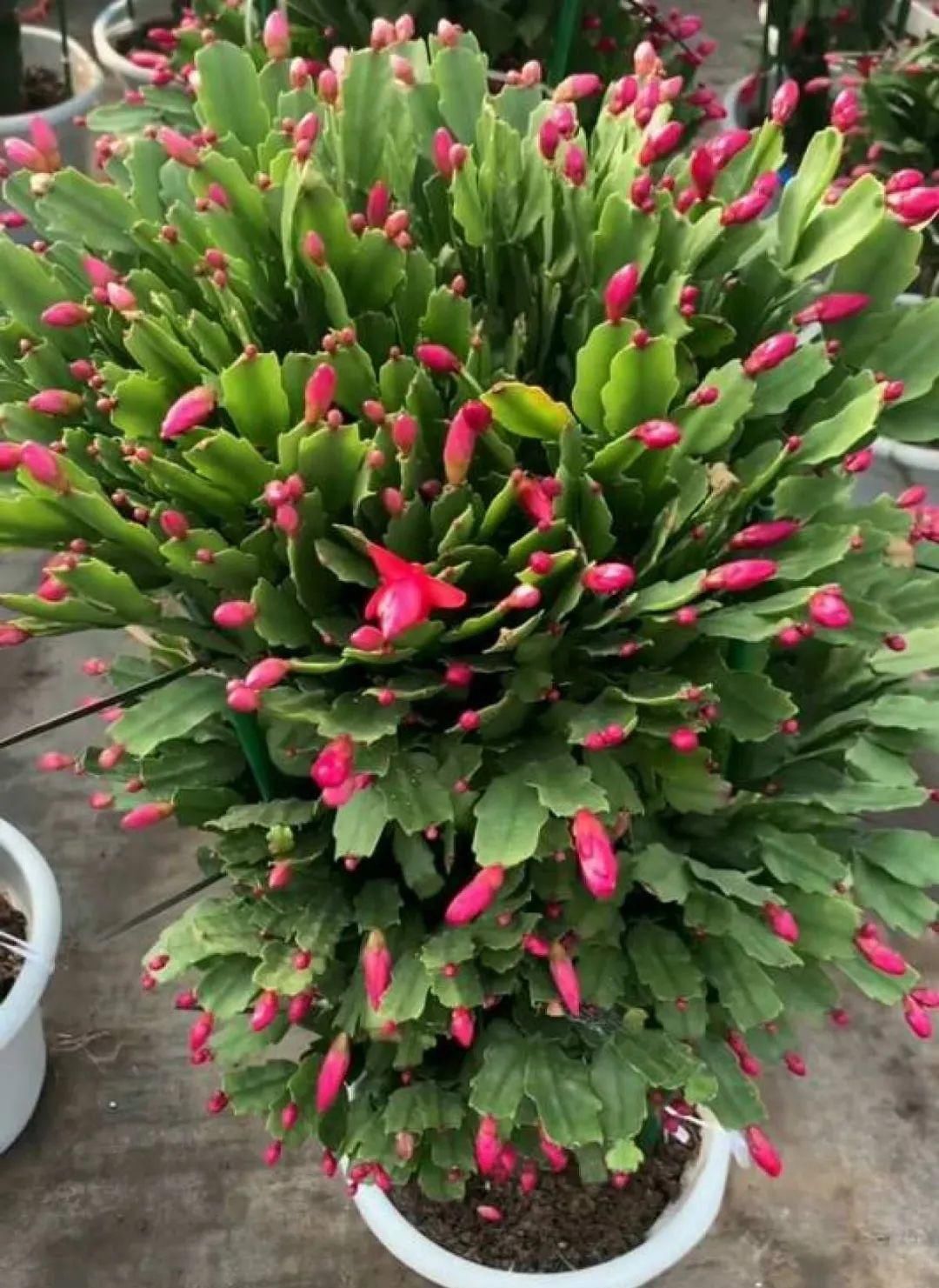 一棵长寿的花，124个花箭，开花，锅盖打开的方法