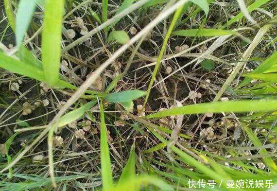 这种野味只有在雨后才会长出,可遇不可求,很多农村人都没吃过