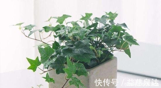 蟹爪兰|卧室养花有讲究，6种适合摆在卧室的花草，晚上不争氧气！