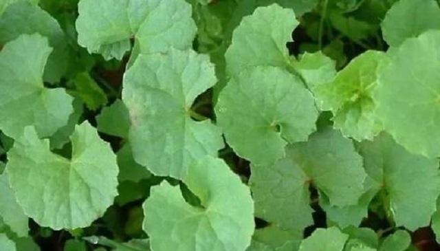 药草|乡下此药草，人称“解毒王”，可惜农民不识当它是野草，错过1宝