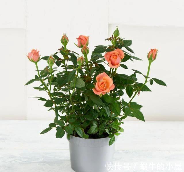 不同环境适合养的盆栽花卉，选合适自己的开花植物很重要