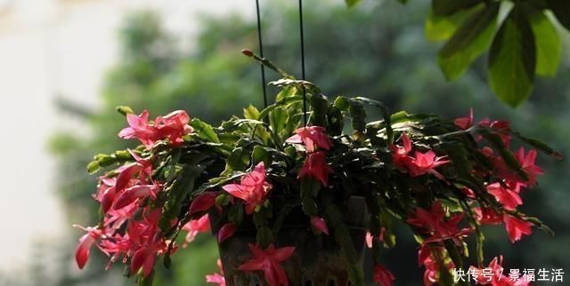 浇水|给蟹爪兰浇水,没抓住“关键点”,蟹爪兰养不好,浇了也“白浇”