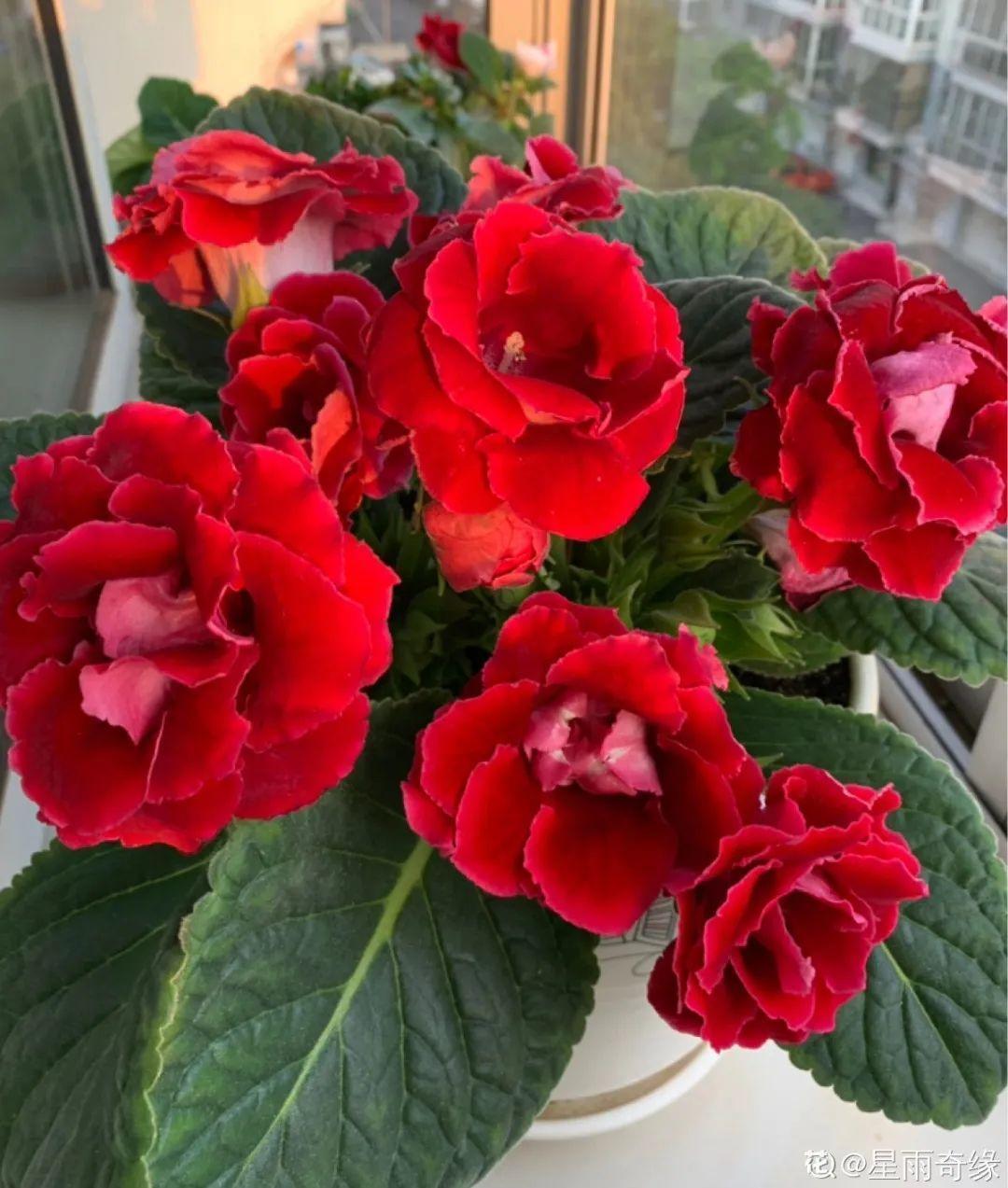 蓝目菊|蓝雪花妥妥的开花机器,花量大、花期长,让人不得不爱