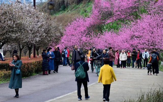 没有一个乐山人可以拒绝绿心公园的春天！