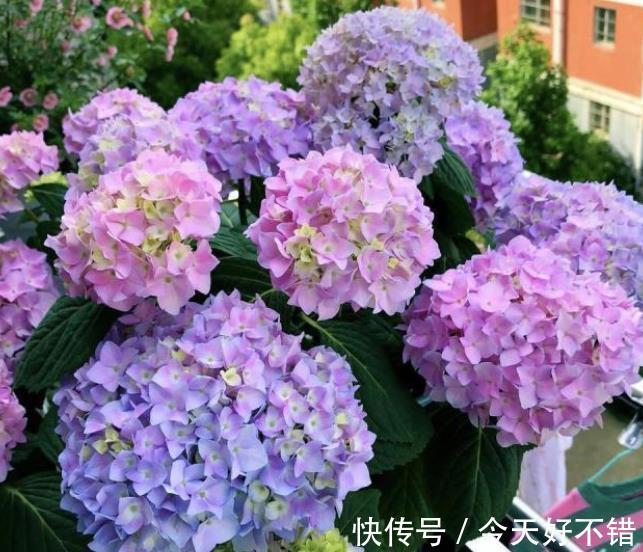 秋天看到3种花，别再花钱买，掐根枝插土里，容易成活繁殖快