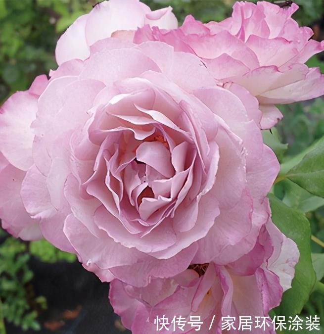 20款紫色月季品种。浓香、抗病非常好养,天然紫色唯美盛开