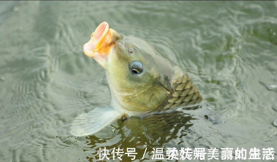 夏秋季|钓鲤鱼最好的饵料不在渔具店,而在菜市场,这三样东西混合就行