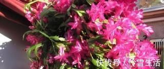 买菜的塑料袋别扔了，用来养花，养啥都旺，谁用谁知道