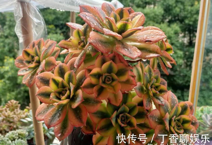 多肉|此8种多肉夏天不怕晒,反而越晒越好看,资深肉友都喜欢养