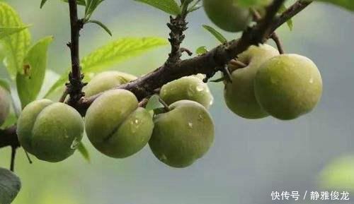 个头|浑身都是毛，过去掉一地没人捡，如今用来腌制，5元一斤