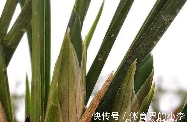 立冬到了,兰花还能淋雨吗?兰友说:这3种兰花千万不要淋雨