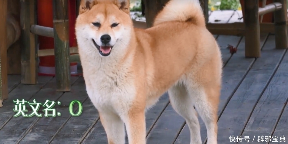 小不点|《向往的生活》小H开发布会,细数蘑菇屋的小可爱,你还记得几个