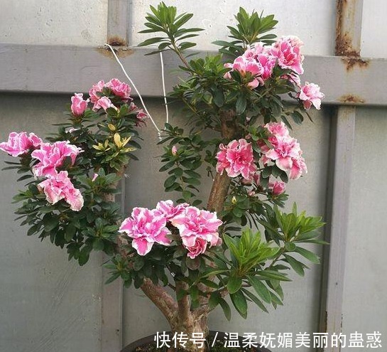 都说杜鹃花难养,4个养护妙招,不掉一片叶,花开满枝又旺盛