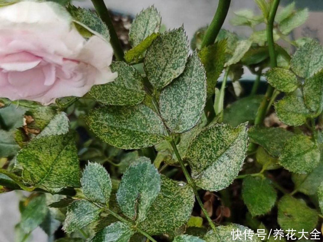 月季|养花“黑名单”实在太难养，心累