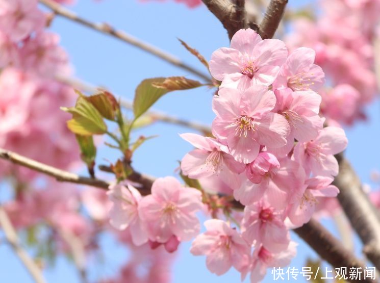 老年|静谧花海，活力运动……崇明这个新晋3A景区都能满足你