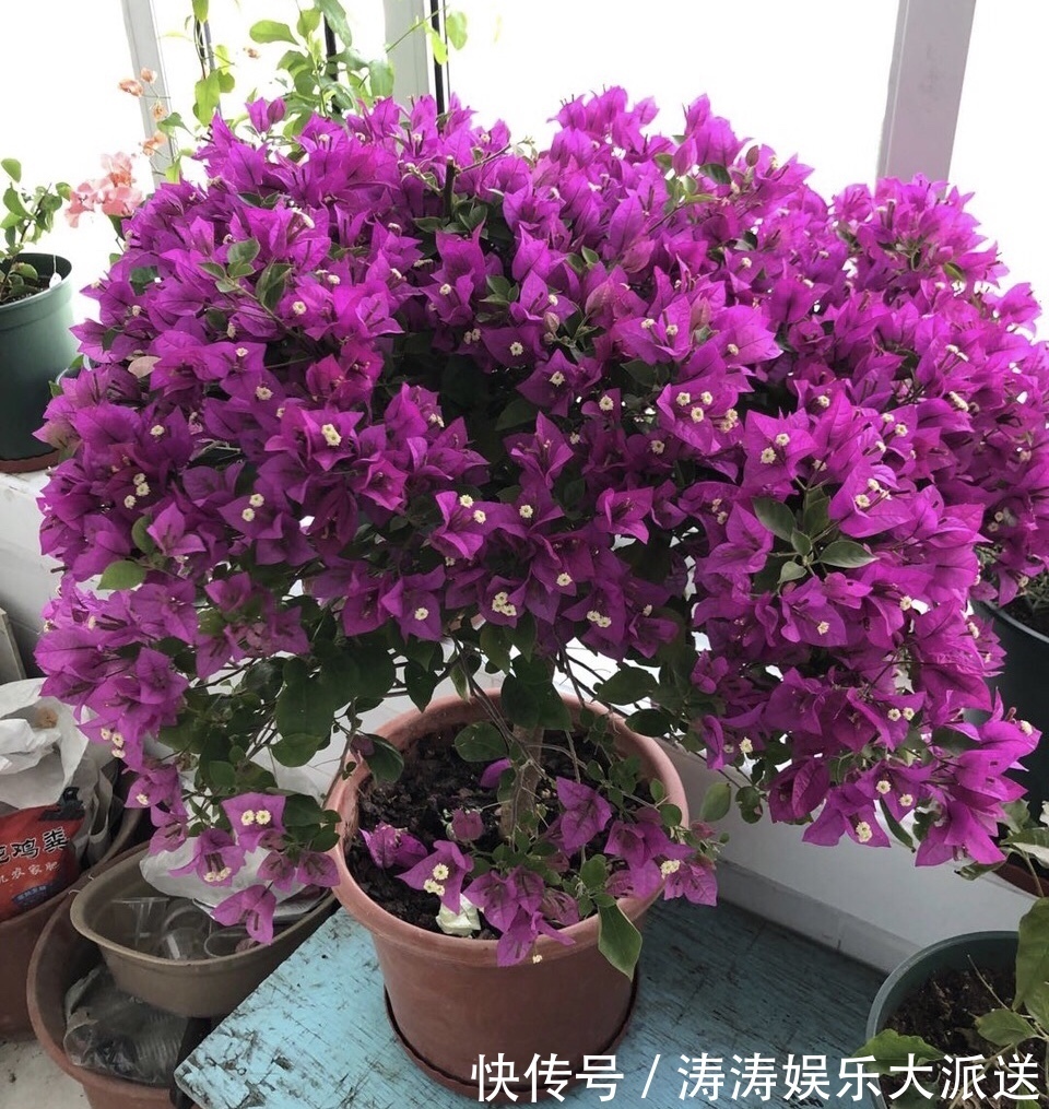浇灌|2种促进植物开花的“万能肥”,花期前,浇水加一勺,蹭蹭冒花苞