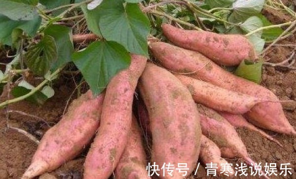藤蔓|被誉“长寿食品”的红薯,减肥瘦身,只需四点,收获高产的红薯