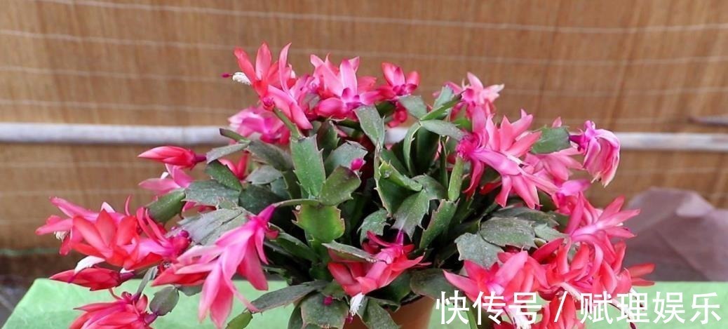 花卉|4种漂亮花，现在养一盆正当时，秋凉早开花，适合新手