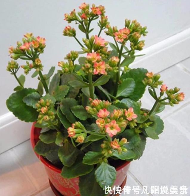 植株|刚买的长寿花,换盆做好“3件事”,蹭蹭长新芽,开花就爆盆